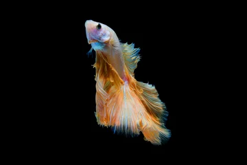 Schilderijen op glas The moving moment beautiful of yellow siamese betta fish or half moon betta splendens fighting fish in thailand on black background. Thailand called Pla-kad or dumbo big ear fish. © Soonthorn