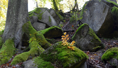 Green moss on rocks and trees in the woods