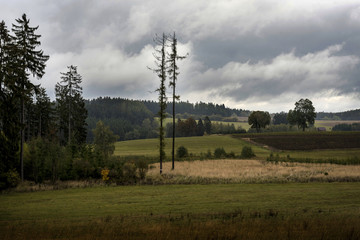 two bare trees, high into a black cloud on a meadow near a forest