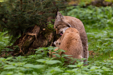 pair of european lynx