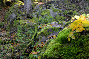 Green moss on rocks and trees in the woods