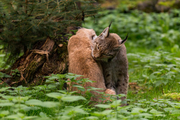 pair of european lynx cuddling © ecwo