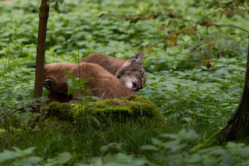pair of european lynx cuddling