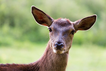 portrait of femal red deer (doe)