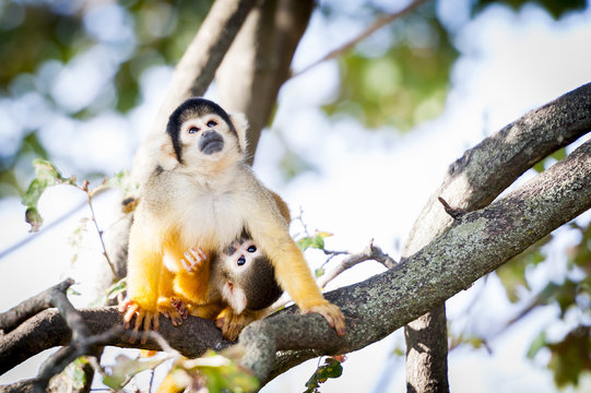 219 Best Petit Singe Images Stock Photos Vectors Adobe Stock 219 Best Petit Singe Images Stock Photos Vectors Adobe Stock