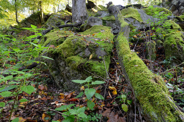 Fototapeta premium Green moss on rocks and trees in the woods