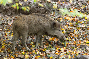 wild boar