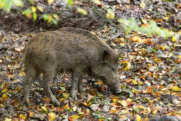 young wild hog