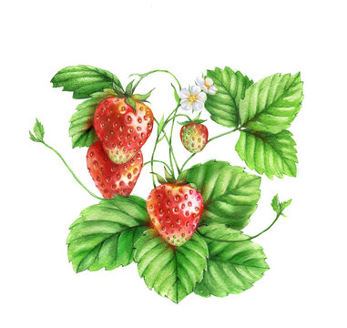 Watercolor illustrations with different berries isolated on the white background: strawberries, flowers and leaves