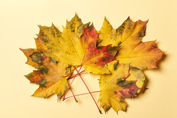 Yellow-red maple leaves