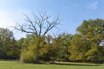 Dead tree in the meadow in early fall