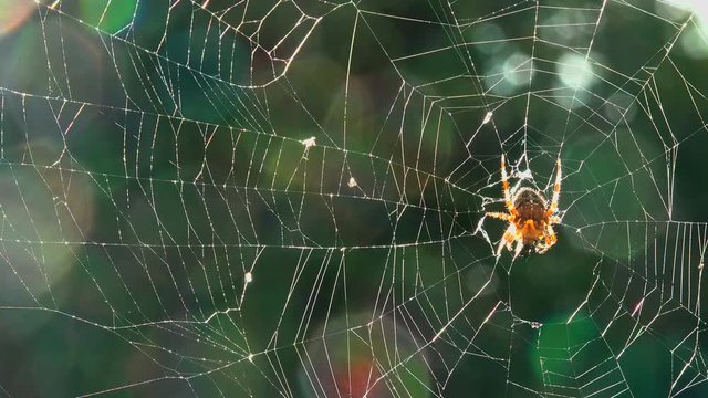 Low Angle View Of Spider In Web