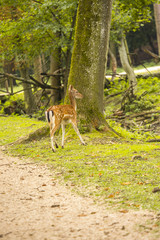 Fallow deer running wild
