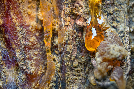 Pitch pine  tar.
Amber pitch on bark of a tree trunk.