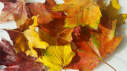 Naklejka na ściany i meble herfst bladeren op de grond