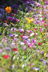 フランスの野草