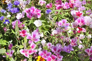 フランスの野草