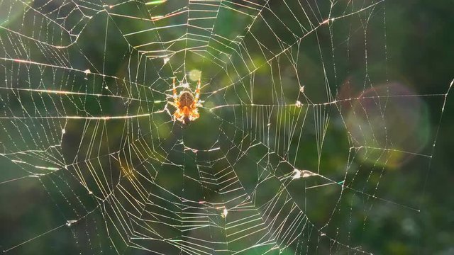 Low Angle View Of Spider In Web
