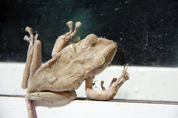 Brown color of Golden tree frog climb on the glass with white aluminum door. Common tree frog, Its natural habitats are subtropical or tropical dry forests.