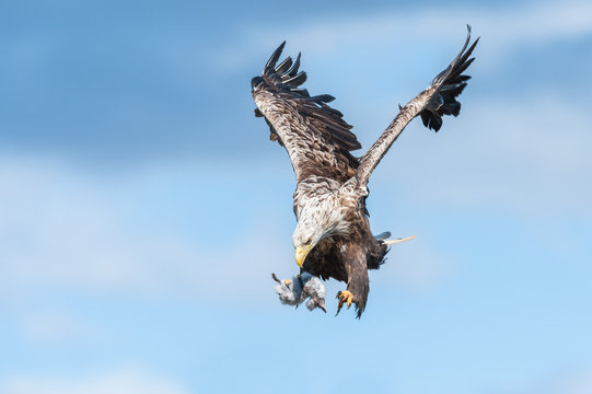 White tailed Eagle with prey 