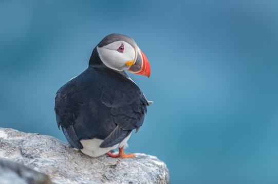 Fototapeta Atlantic Puffin (Fratercula arctica)