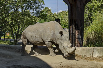Fototapeta premium White Rhinoceros or Ceratotherium Simum walk in park, Sofia, Bulgaria 