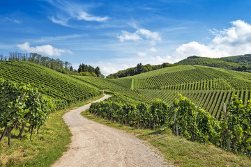 Gebogen pad in wijngaardlandschap