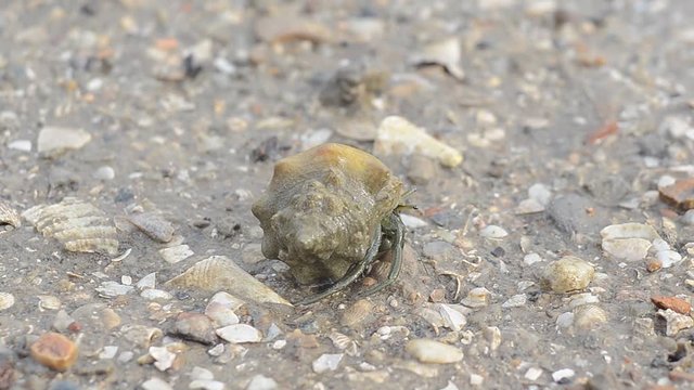 hermit crab walkking on sand