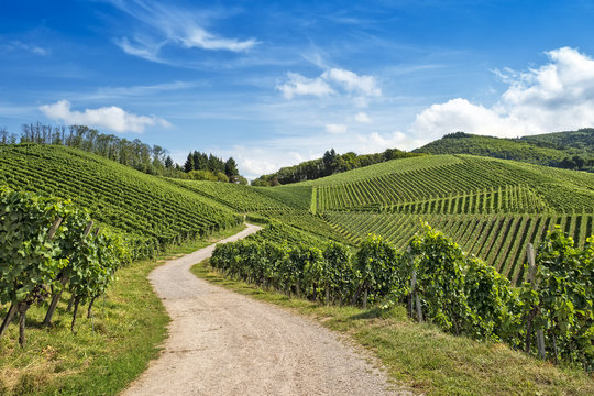 Fototapeta Curved path in vineyard landscape