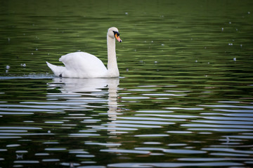 Beautiful male Swan on lake