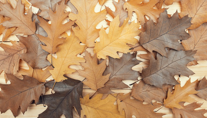 Mixture of colors in theses autumn maple leaves.