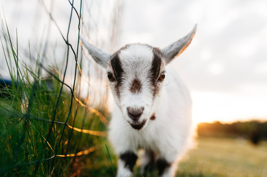 Pygmy Goat