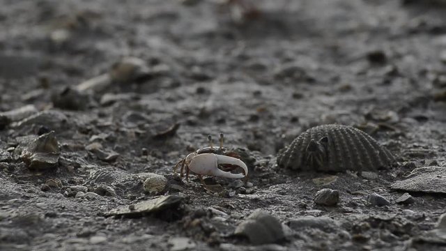 fiddler crab walk fron hold