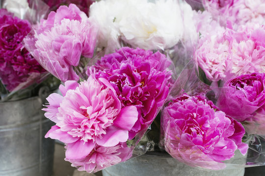 Bouquets of pink peony blossoms