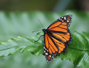Monarch butterfly sitting on the green leaf