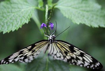 Idea leuconoe butterfly is sitting on the flower