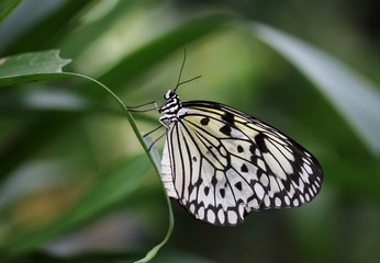 Idea leuconoe butterfly is sitting on the flower
