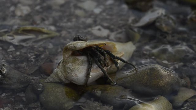 hermit crabs walk on sands