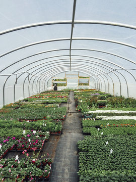 Plants for sale in a polytunnel.