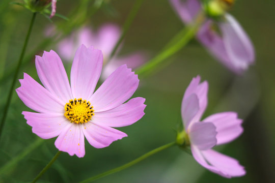 Close up on pink cosmos flower in the garden.