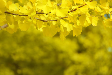 Ginkgo yellow leaves with blurred forest as background.
