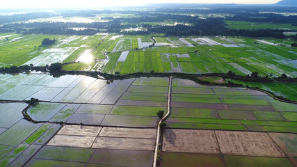 An aerial shot of paddy plantation in Asia.