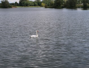 Mute swan in Fleurville, France