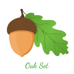 Acorn, leaf, oak nut, seed. Cartoon flat style. Vector illustration 
