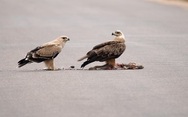 Tawny Eagles feasting on a Scrub Hare 