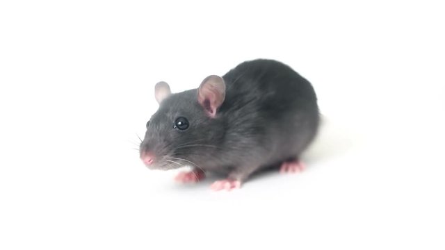 funny rat looking on a white background