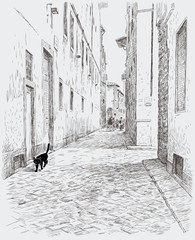 Black cat walks in the old town