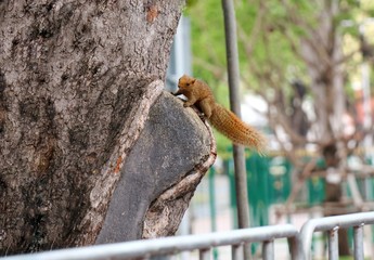 Blurred of a cute brown squirrel is jumping on the big tree in the park of the city.