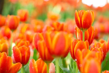 Tuinposter kleurrijke oranje tulpen bloemen in de tuin © aum1956