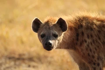 Tuinposter Hyena © Abhinav